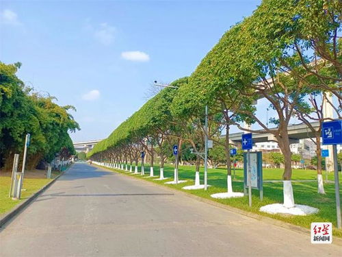成都街頭綠色長廊修剪秘籍 城市綠化管理的藝術(shù)與實踐