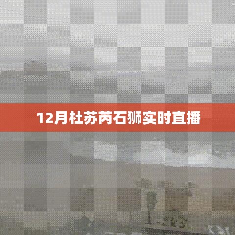 杜蘇芮石獅最新動(dòng)態(tài)，12月實(shí)時(shí)直播解析