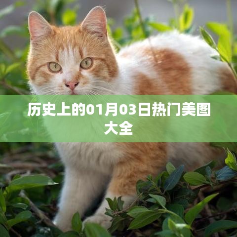精選歷史美圖，一月三日美圖盛宴