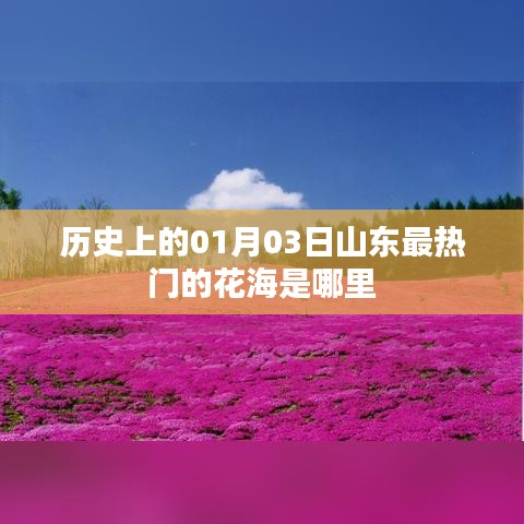 山東花海熱門歷史變遷，一月三日必游之地