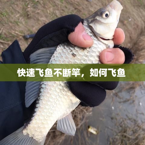 快速飛魚不斷竿，如何飛魚