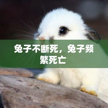 兔子不斷死，兔子頻繁死亡