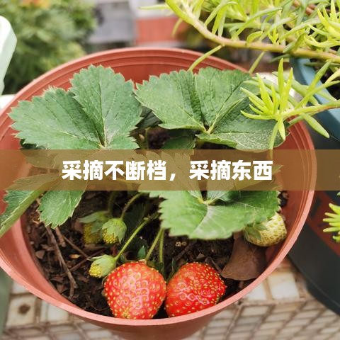 采摘不斷檔，采摘東西