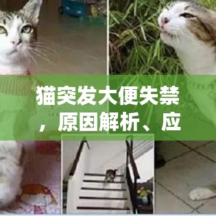 貓突發(fā)大便失禁，原因解析、應(yīng)對(duì)方案與溫馨關(guān)懷