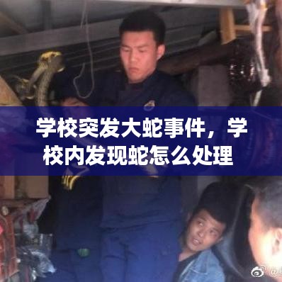 學(xué)校突發(fā)大蛇事件，學(xué)校內(nèi)發(fā)現(xiàn)蛇怎么處理