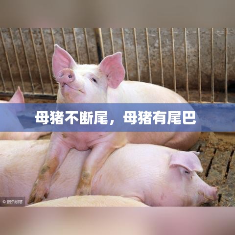 母豬不斷尾，母豬有尾巴