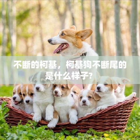 不斷的柯基，柯基狗不斷尾的是什么樣子?