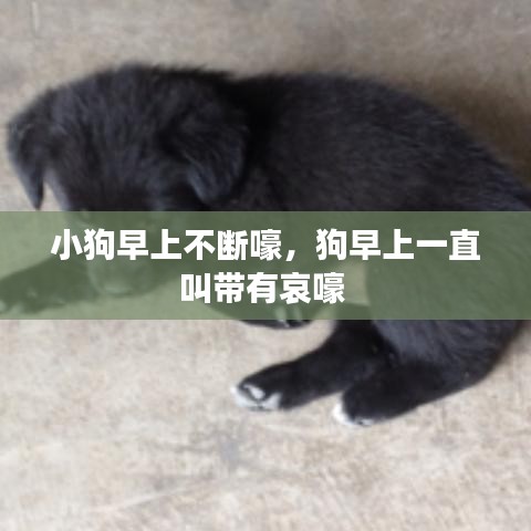 小狗早上不斷嚎，狗早上一直叫帶有哀嚎