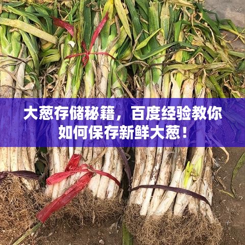 大蔥存儲(chǔ)秘籍，百度經(jīng)驗(yàn)教你如何保存新鮮大蔥！