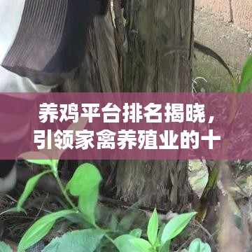 養(yǎng)雞平臺排名揭曉，引領(lǐng)家禽養(yǎng)殖業(yè)的十大佼佼者
