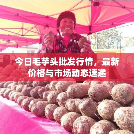 今日毛芋頭批發(fā)行情，最新價格與市場動態(tài)速遞