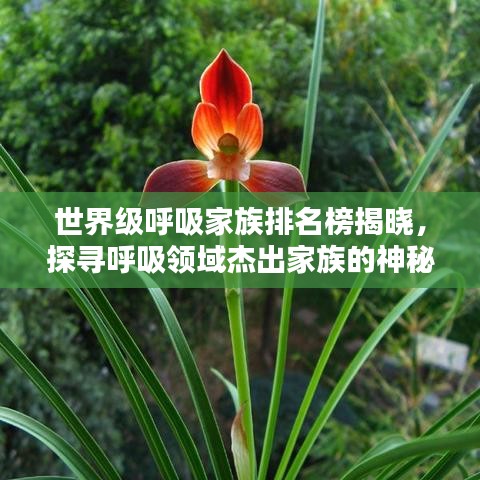 世界級(jí)呼吸家族排名榜揭曉，探尋呼吸領(lǐng)域杰出家族的神秘力量