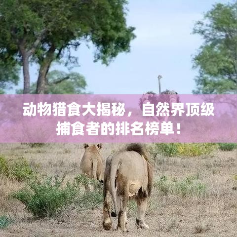 動物獵食大揭秘，自然界頂級捕食者的排名榜單！