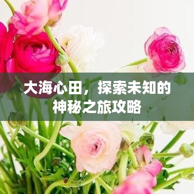 大海心田，探索未知的神秘之旅攻略