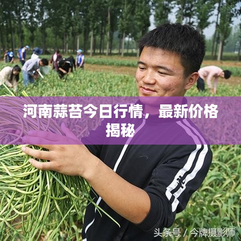 河南蒜苔今日行情，最新價(jià)格揭秘