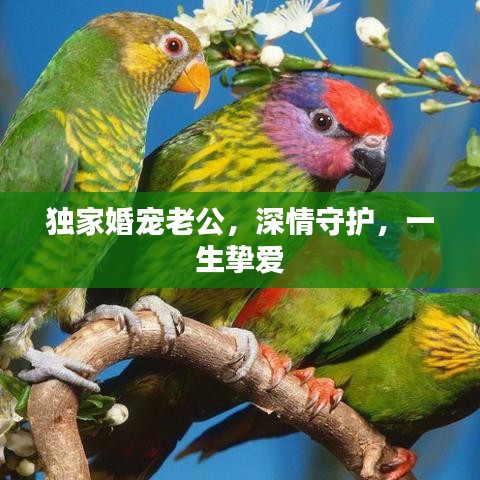 獨(dú)家婚寵老公，深情守護(hù)，一生摯愛(ài)