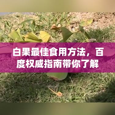 白果最佳食用方法，百度權(quán)威指南帶你了解！