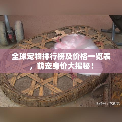 全球?qū)櫸锱判邪窦皟r格一覽表，萌寵身價大揭秘！