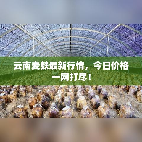 云南麥麩最新行情，今日價格一網(wǎng)打盡！