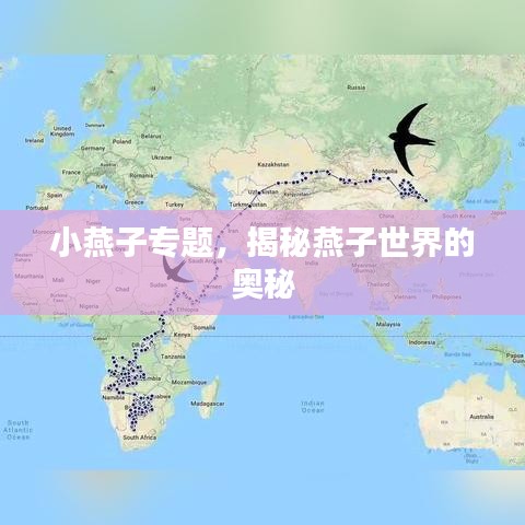 小燕子專(zhuān)題，揭秘燕子世界的奧秘