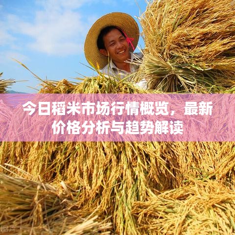 今日稻米市場(chǎng)行情概覽，最新價(jià)格分析與趨勢(shì)解讀