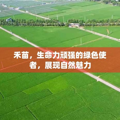 禾苗，生命力頑強(qiáng)的綠色使者，展現(xiàn)自然魅力