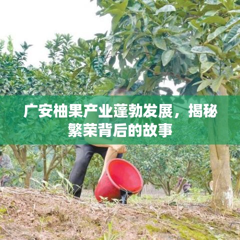 廣安柚果產(chǎn)業(yè)蓬勃發(fā)展，揭秘繁榮背后的故事