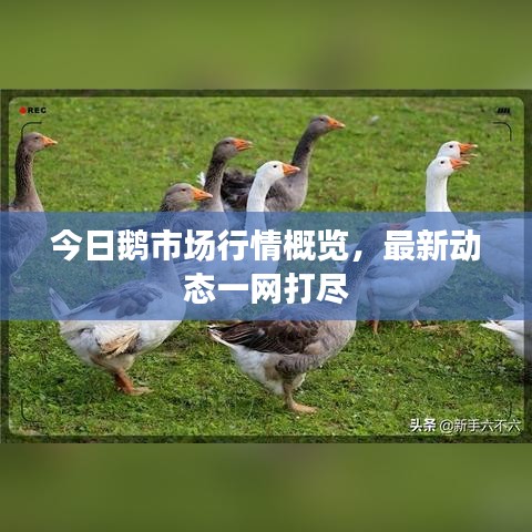 今日鵝市場(chǎng)行情概覽，最新動(dòng)態(tài)一網(wǎng)打盡