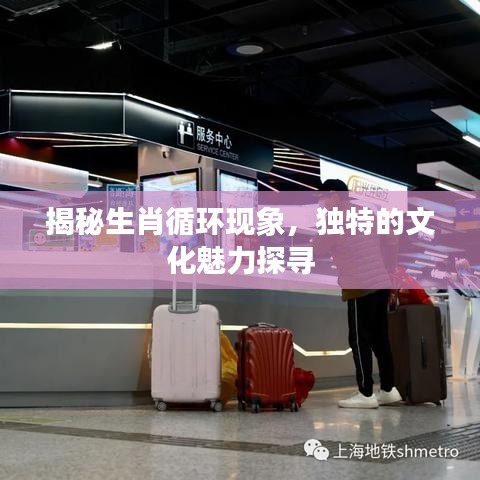 揭秘生肖循環(huán)現(xiàn)象，獨(dú)特的文化魅力探尋
