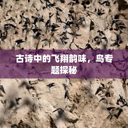 古詩中的飛翔韻味，鳥專題探秘