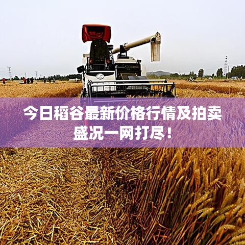 今日稻谷最新價格行情及拍賣盛況一網(wǎng)打盡！