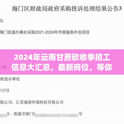 2024年云南甘蔗砍收季招工信息大匯總，最新崗位，等你來砍！