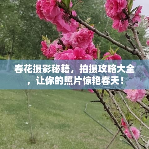 春花攝影秘籍，拍攝攻略大全，讓你的照片驚艷春天！