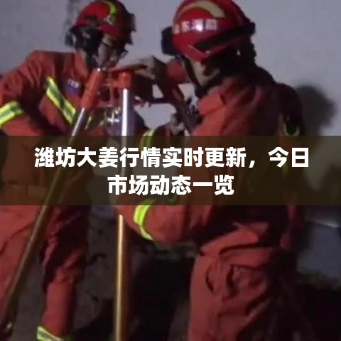 濰坊大姜行情實時更新，今日市場動態(tài)一覽