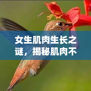 女生肌肉生長之謎，揭秘肌肉不斷增長的秘密！