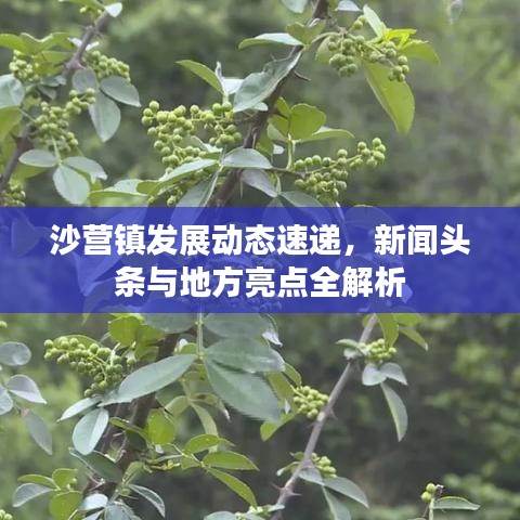沙營(yíng)鎮(zhèn)發(fā)展動(dòng)態(tài)速遞，新聞?lì)^條與地方亮點(diǎn)全解析