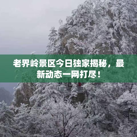 老界嶺景區(qū)今日獨(dú)家揭秘，最新動(dòng)態(tài)一網(wǎng)打盡！