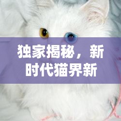 獨(dú)家揭秘，新時代貓界新星，創(chuàng)新貓咪品種大揭秘！