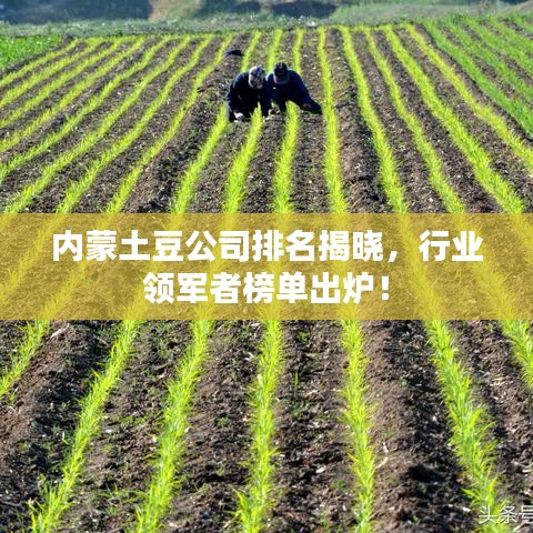 內(nèi)蒙土豆公司排名揭曉，行業(yè)領(lǐng)軍者榜單出爐！
