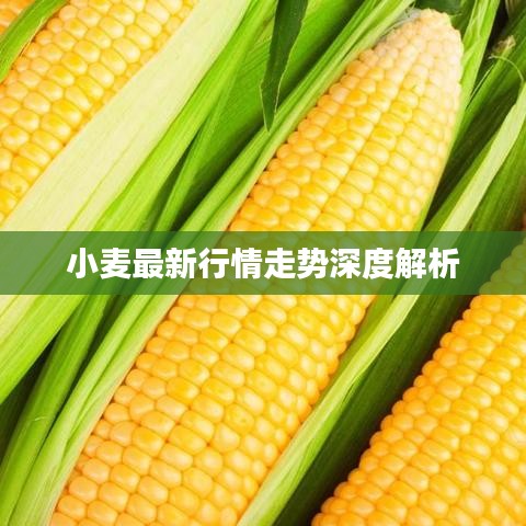 小麥最新行情走勢(shì)深度解析
