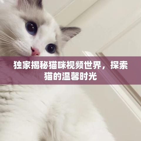 獨(dú)家揭秘貓咪視頻世界，探索貓的溫馨時光