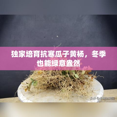 獨(dú)家培育抗寒瓜子黃楊，冬季也能綠意盎然