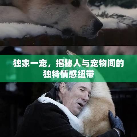 獨家一寵，揭秘人與寵物間的獨特情感紐帶