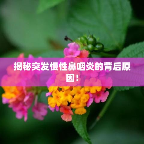 揭秘突發(fā)慢性鼻咽炎的背后原因！