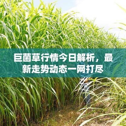 巨菌草行情今日解析，最新走勢(shì)動(dòng)態(tài)一網(wǎng)打盡