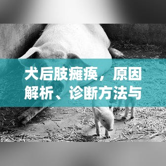 犬后肢癱瘓，原因解析、診斷方法與治療策略