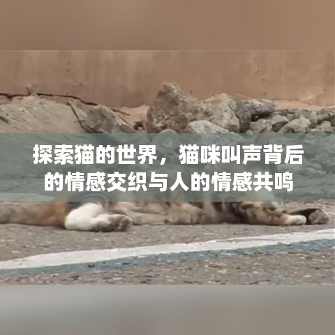 探索貓的世界，貓咪叫聲背后的情感交織與人的情感共鳴
