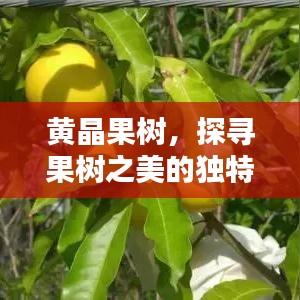 黃晶果樹，探尋果樹之美的獨特魅力