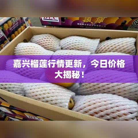 嘉興榴蓮行情更新，今日價(jià)格大揭秘！