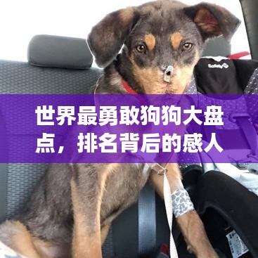 世界最勇敢狗狗大盤(pán)點(diǎn)，排名背后的感人故事！